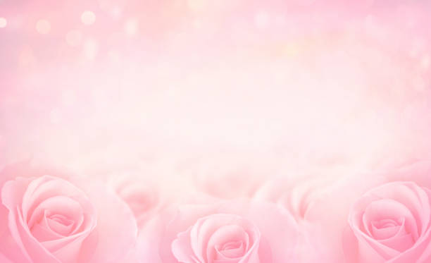 Pink Rose flowers with blurred sofe pastel color background for love wedding and valentines day. Pink Rose flowers with blurred sofe pastel color background for love wedding and valentines day. sofe stock pictures, royalty-free photos & images