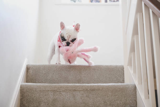 istock Dog shaking her toy 1295036290