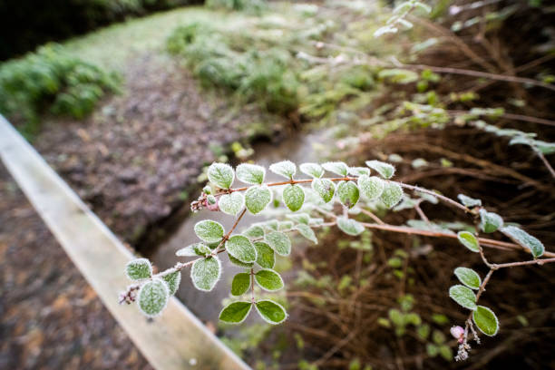 frost ice white winter cold freezing garden leaves