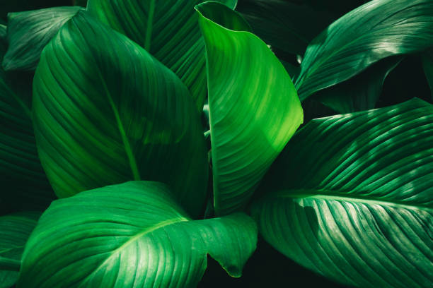 istock abstract green leaf texture, nature background, tropical leaf 1295036445