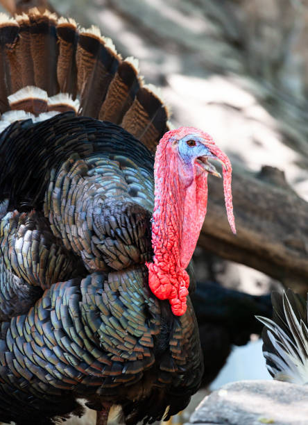 Male Turkey (Gobbler) in a farm at spring