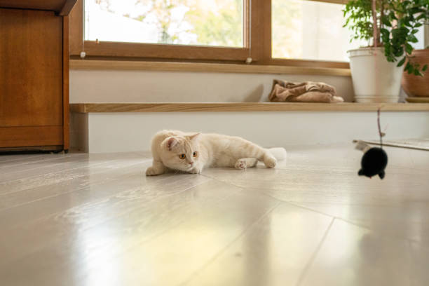 Beige british kitten playing with owner. Bright, modern apartment