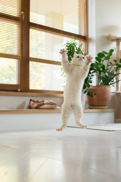 istock Cute British Shorthair kitten playing with mice wand. Jumping 1295036539