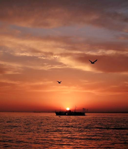 istock Sunset and seagull in istanbul 1295036576