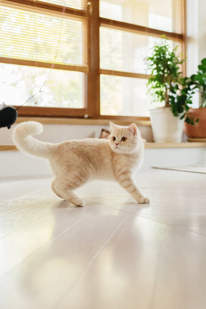 Cute British Shorthair kitten playing with mice wand