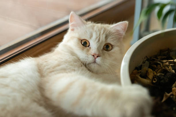 Cute British Shorthair cat playing on a window sill Beige colored, fluffy cat lying on a windowsill. Taking the soil out of the pot weak cat stock pictures, royalty-free photos & images