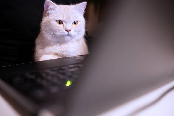 istock Home office during pandemic. Working with cute British Shorthair cat 1295037146