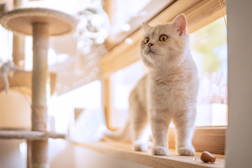 Beige colored, fluffy cat walking on a windowsill. Exploring loving room and scratching post