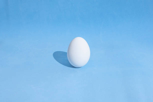 istock One white egg on a blue background. Hard light and hard shadows. 1295038124