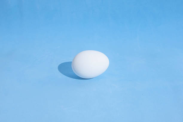 istock One white egg on a blue background. Hard light and hard shadows. 1295038125