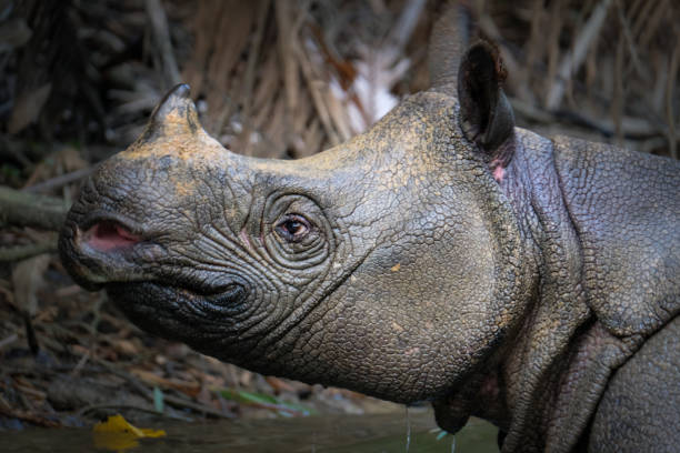 istock Javan rhino head detail 1295038589