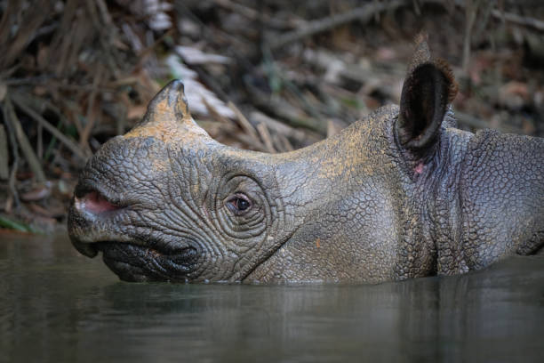 istock Javan rhino in the wild 2020 1295039271