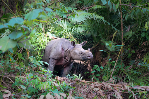 Critically Endangered, wild Javan rhino in Java, Indonesia; standing in forest clearing - a rare moment when the species can be seen in the open.