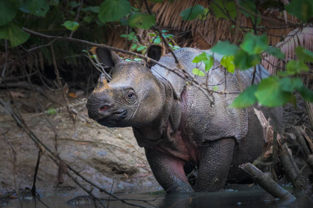 istock Javan rhino on the riverbank 1295039757