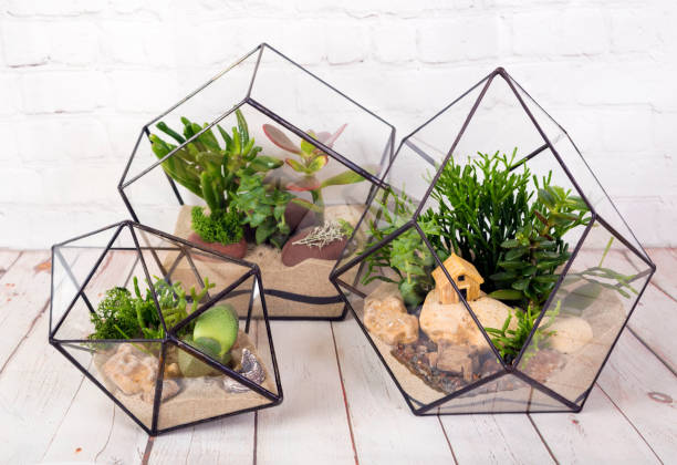 istock Geometric glass florarium with succulent plants. 1295039824