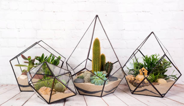 istock Geometric glass florarium with succulent plants. 1295040531