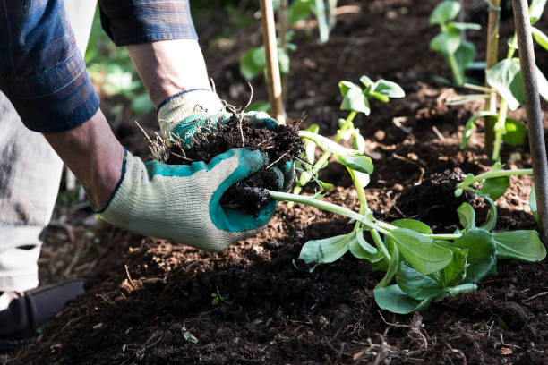 jardineiro plantando jovem broad bean plants foto de estoque - fava bean broad bean vegetable bean - fotografias e filmes do acervo