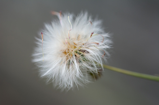 Nature background of dandelion flower (taraxacum), a large genus of flowering plants in the family Asteraceae, which consists of species commonly known as dandelions