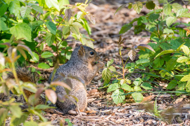 istock A squirrel eating green leaves in a field. 1295041924