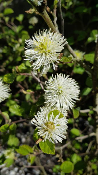 istock Close up of mountain witch alder 1295042275