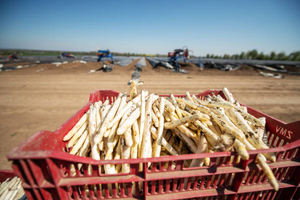 Germany: A young man harvesting asparagus on a field.
