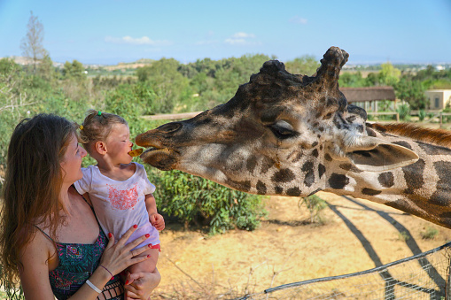 Mom and daughter feed the giraffe. The girl gives food to the animal. Woman and girl at the zoo. High quality photo