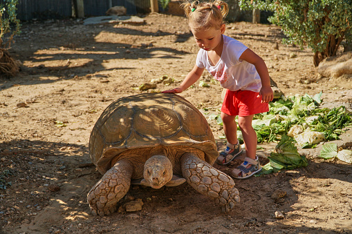 Girl and turtle. A cute little baby and a large land or water turtle on land. Child and animal at the zoo. High quality photo