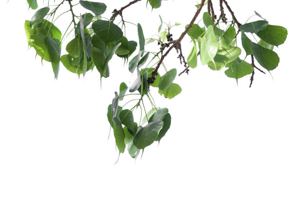 istock Photos of Leaves on white background 1295044508