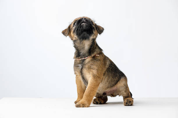 Little beautiful brown puppy on a white background