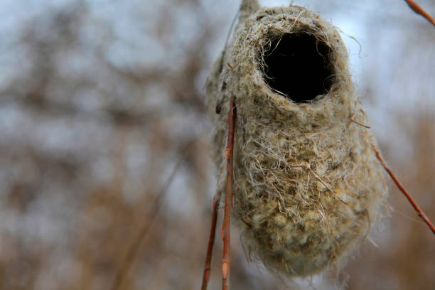 image of bird nest tree background
