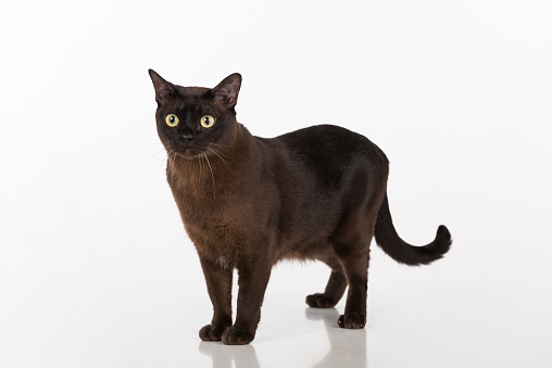 Dark Burmese Cat isolated on the White Background.