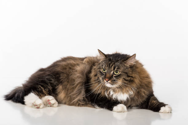 istock Curious and Angry Dark Cat Sitting on the white table. Portrait. White background. 1295047744