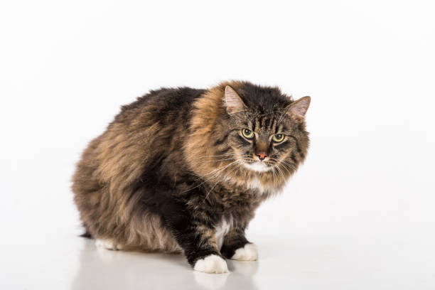 istock Curious and Angry Dark Cat Lying on the white table. Portrait. White background. 1295047828