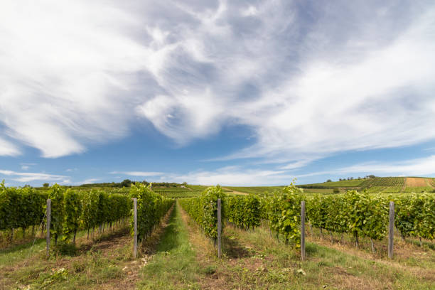 istock Tokaj landscape with vineyard, Unesco site, Hungary 1295047907