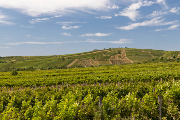 istock Tokaj landscape with vineyard, Unesco site, Hungary 1295048030