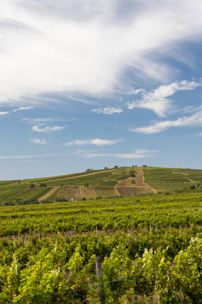 istock Tokaj landscape with vineyard, Unesco site, Hungary 1295048180