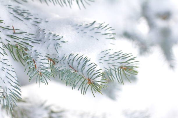 istock Fresh snowfall on a Colorado blue Spruce 1295048479