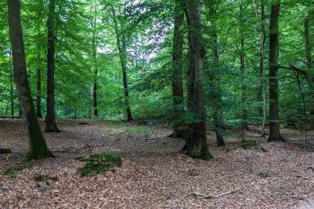 istock Beautiful view into a dense green forest with bright sunlight casting deep shadow 1295049271
