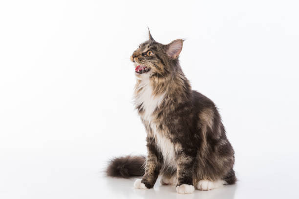 istock Curious Gray Maine Coon Cat Sitting on White Desk with Reflection. White Background. Looking Up, Open Mouth. 1295049421