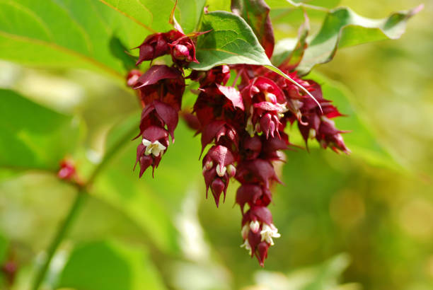 Flowering nutmeg. Ornamental garden: bunch of flowering nutmeg ( leycesteria formosa) leycesteria formosa stock pictures, royalty-free photos & images