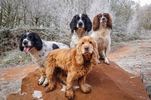 istock A winters day walk in the woods 1295050516