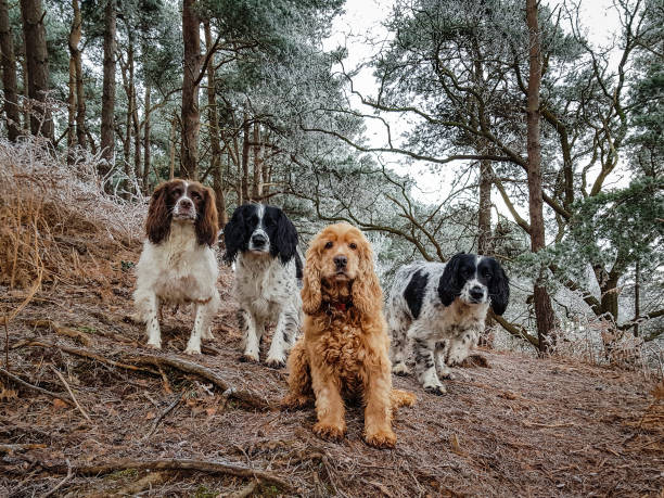 istock A winters day walk in the woods 1295050521