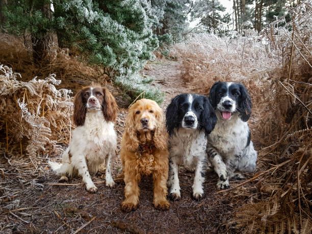 istock A winters day walk in the woods 1295050523