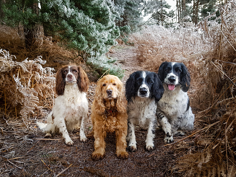 A group of springer spaniels and cocker spaniels enjoying a walk in the woods on a winters day