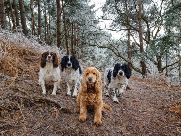 istock A winters day walk in the woods 1295050528