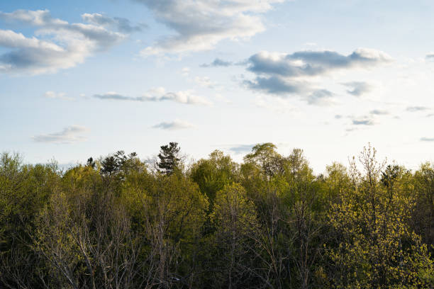 Treetops reaching up to the sky.  Scene in the spring forest.