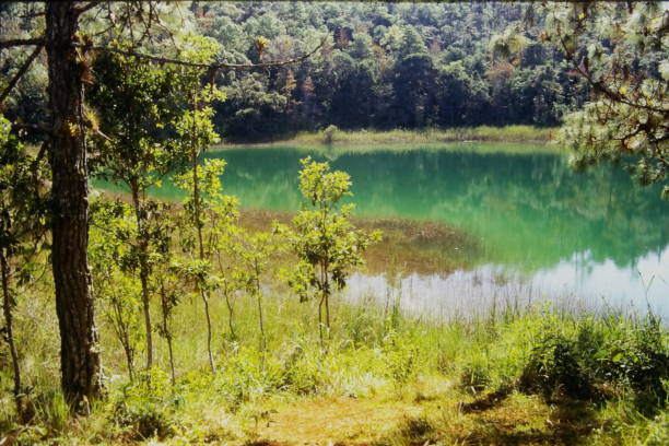 istock Swamp in the middle of the forest 1295050730