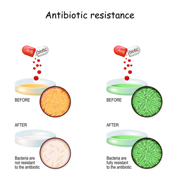 устойчивость к антибиотикам. эксперимент - bacterial colonies stock illustrations