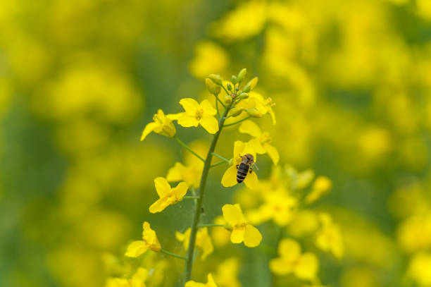 istock Rapeseed field with flying Bee in Background 1295051088