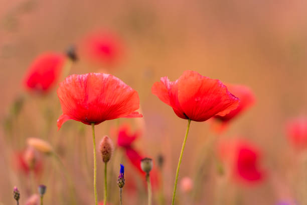 istock Meadow with beautiful bright red poppy flowers 1295051968